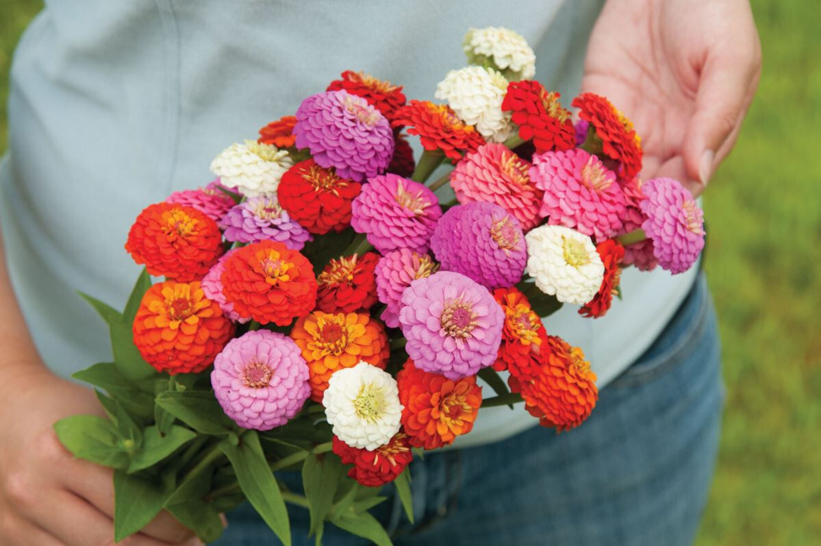 100 LILLIPUT ZINNIA FLOWER MIX SEEDS ~ heirloomseedguy ~ 2026 ~ NON-GMO