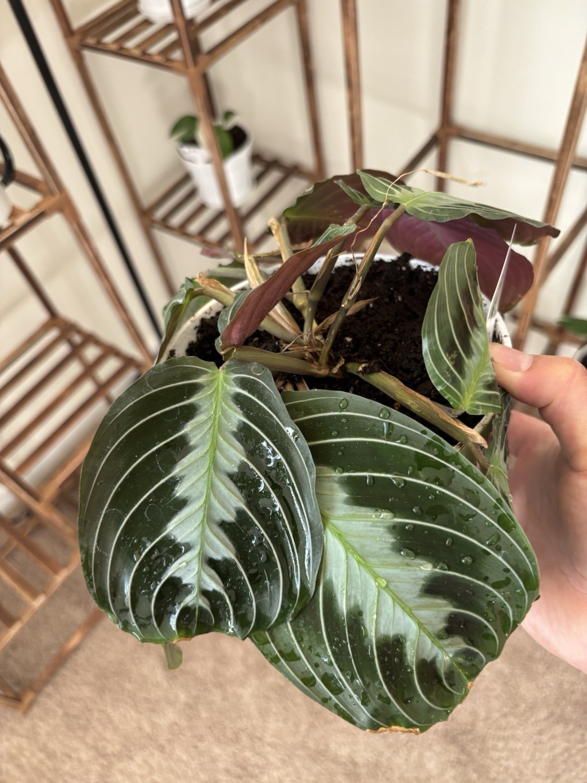 Marantha Black Prayer 6″ Pot Rare Exact Plant #010