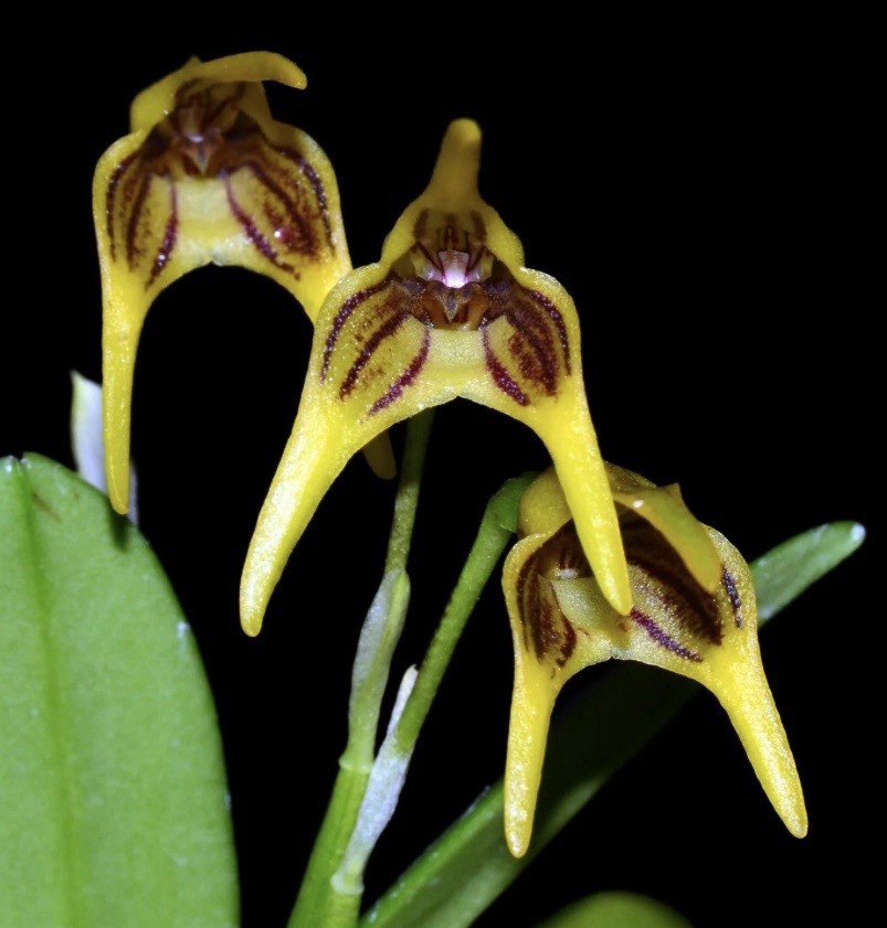 Masdevallia garciae XXL Miniature Orchid Species