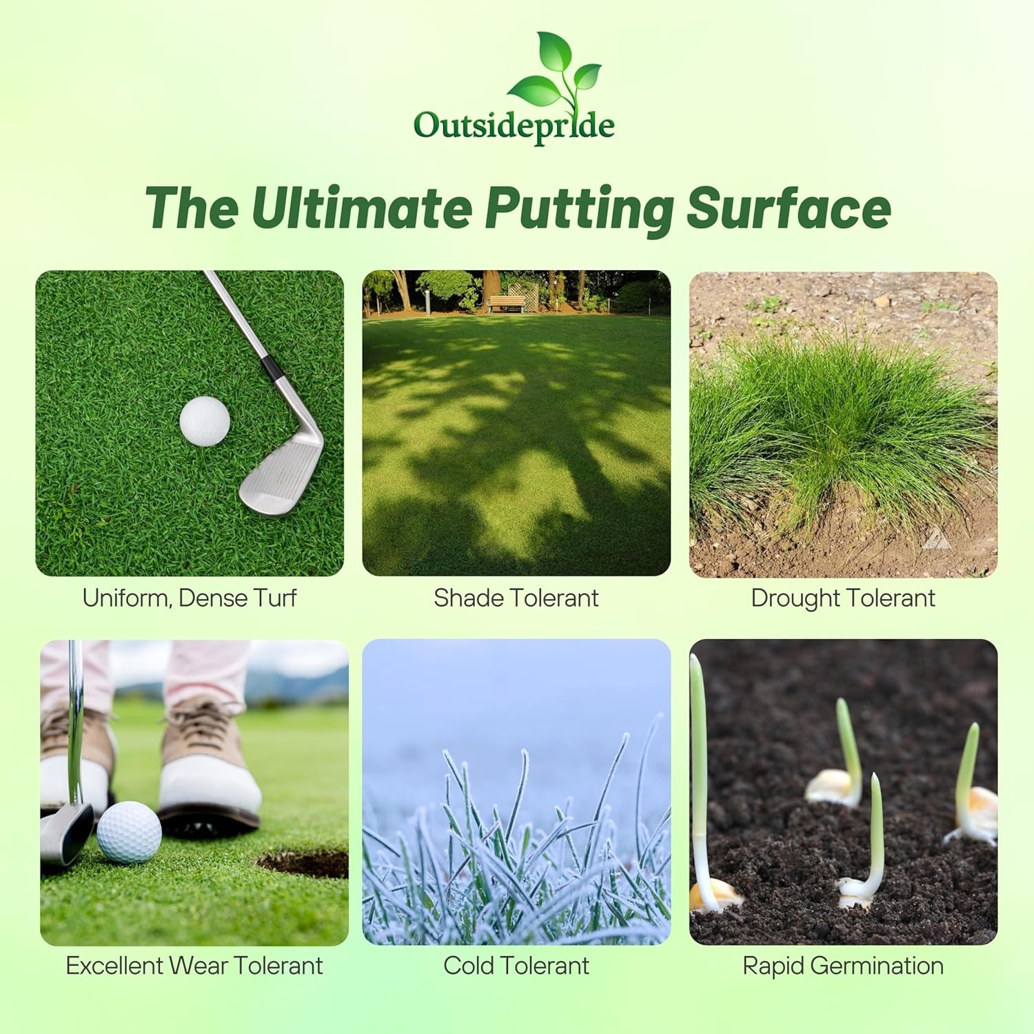 10 LBS True Putt Creeping Bluegrass Seed – True Putt Golf Green Seed
