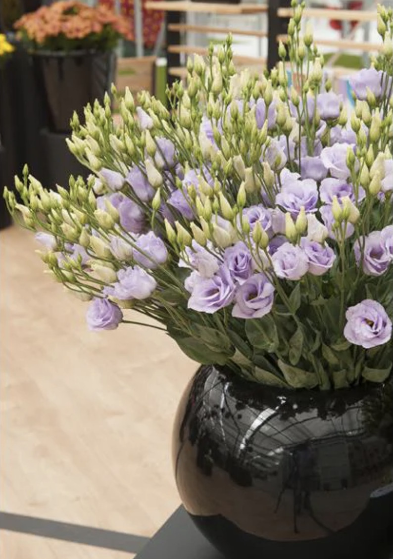 Lisianthus Live Plant, Healthy Starter, Mother’s Day Edition