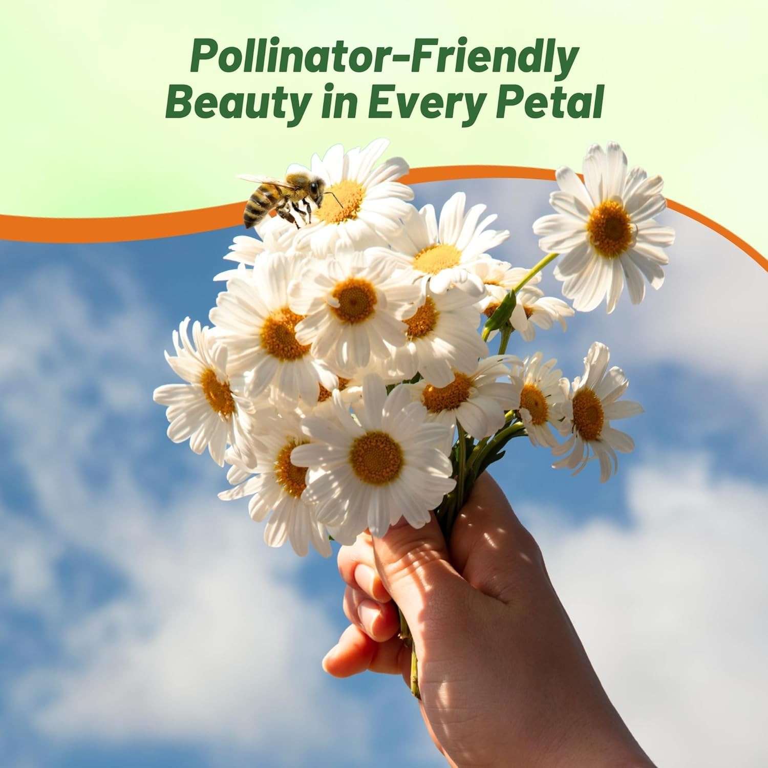 5000 Seeds White Shasta Daisy Seeds For Planting | Perennial Chrysanthemum Seed