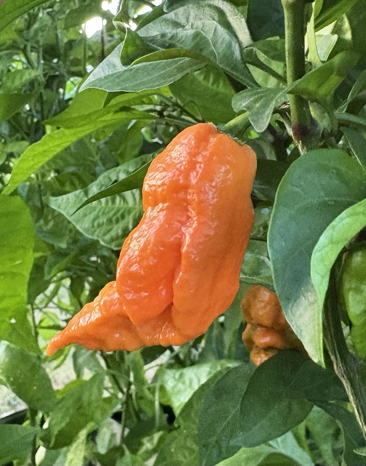 Green House Floor Hot Pepper Mix 16 Varieties 250+ Seeds