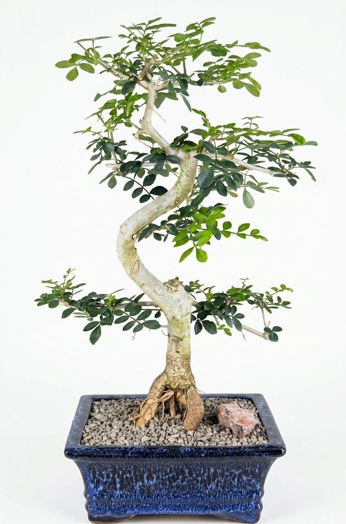 Lime Prickly Ash Bonsai Tree Live Plant Tropical Evergreen 15 Yr Old 20 In Pot