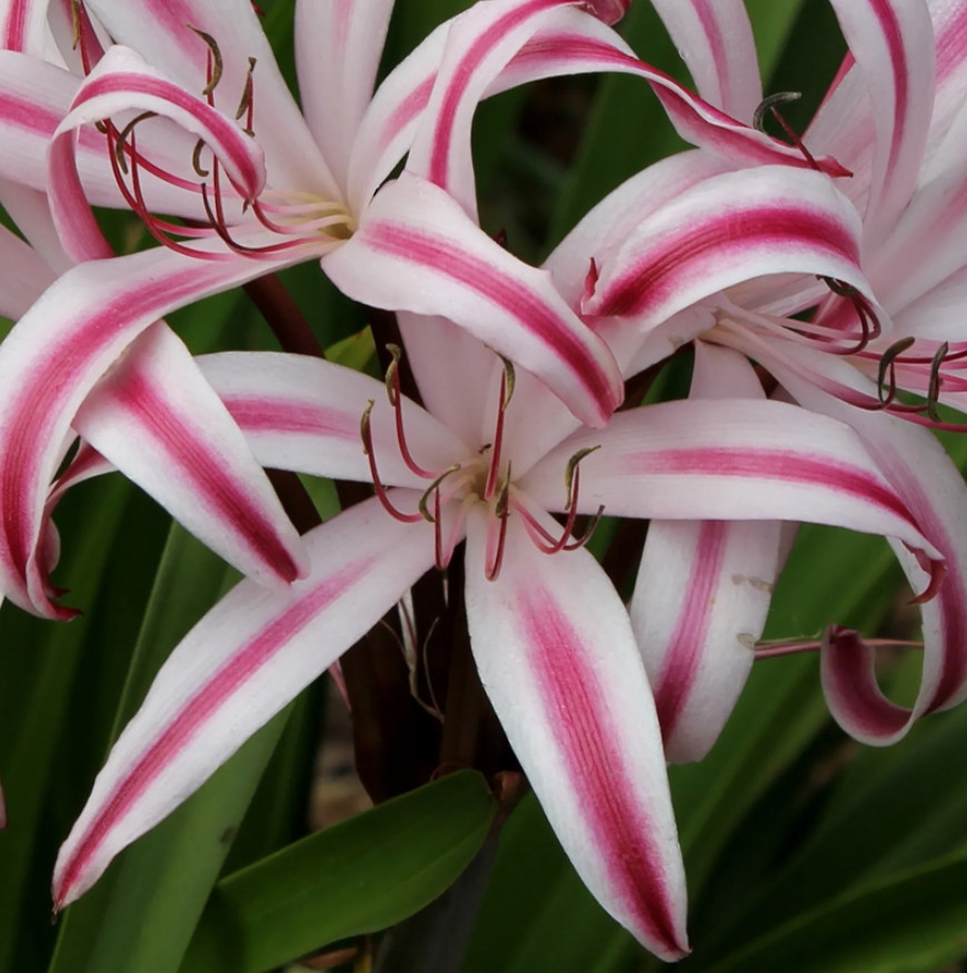 Live Red and White Crinum Lily Bulbs – 1 Count – Flowering Bulb
