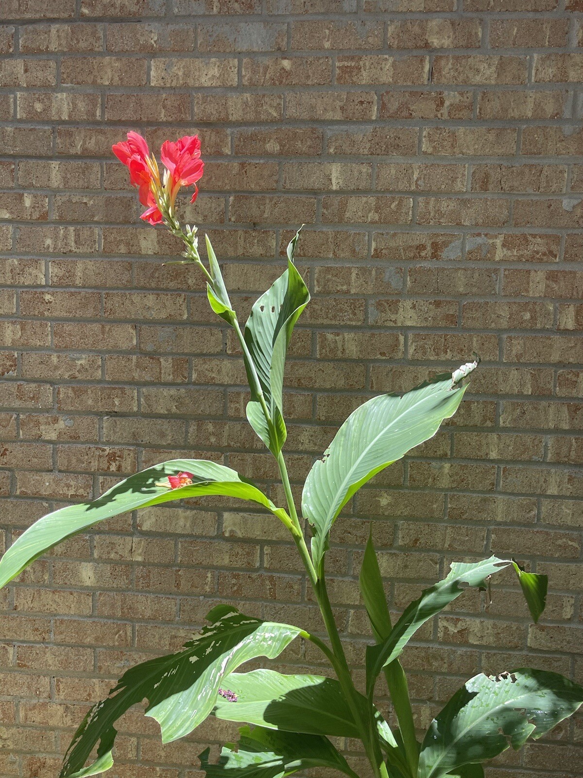 Assorted Canna (12) Seeds~Different Colors With Tracking