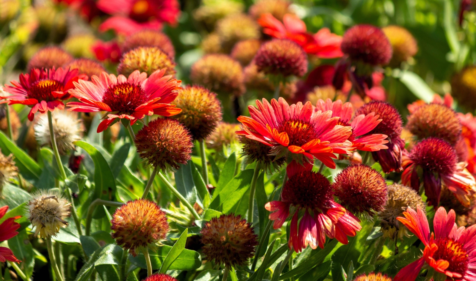 50 BURGUNDY GAILLARDIA Red Indian Blanket Flower Seeds *Comb S/H