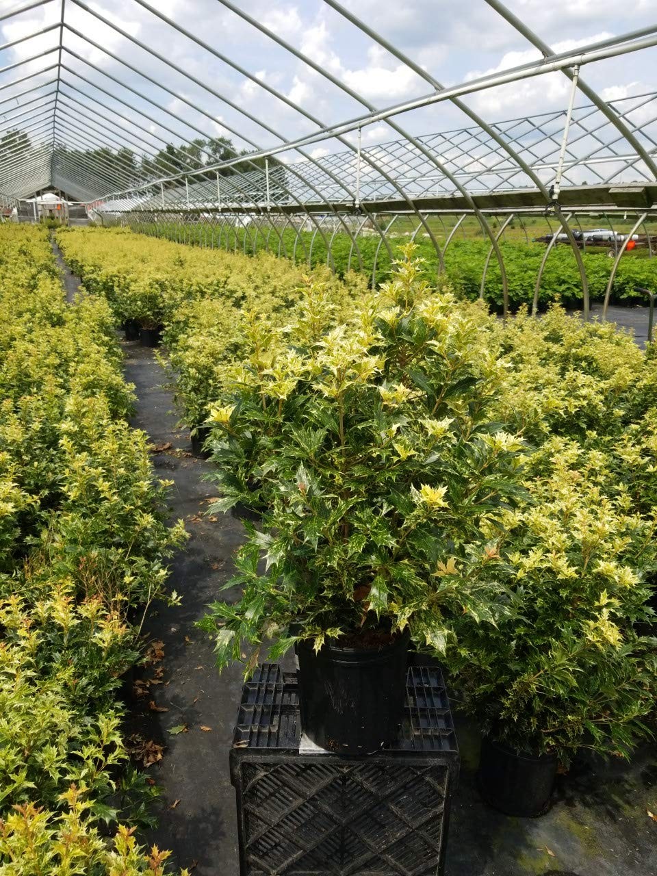 Green Promise Farms Osmanthus Heterophyllus Goshiki False Holly Evergreen 2 –