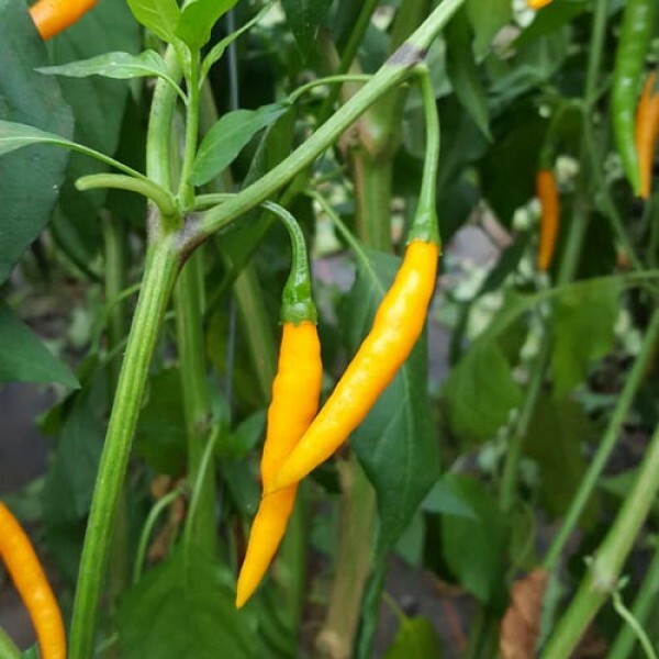 GOLDEN YELLOW CAYENNE PEPPER SEED NON-GMO SUPER COLOR DELICIOUS SALSAS! EZ 2 GRW