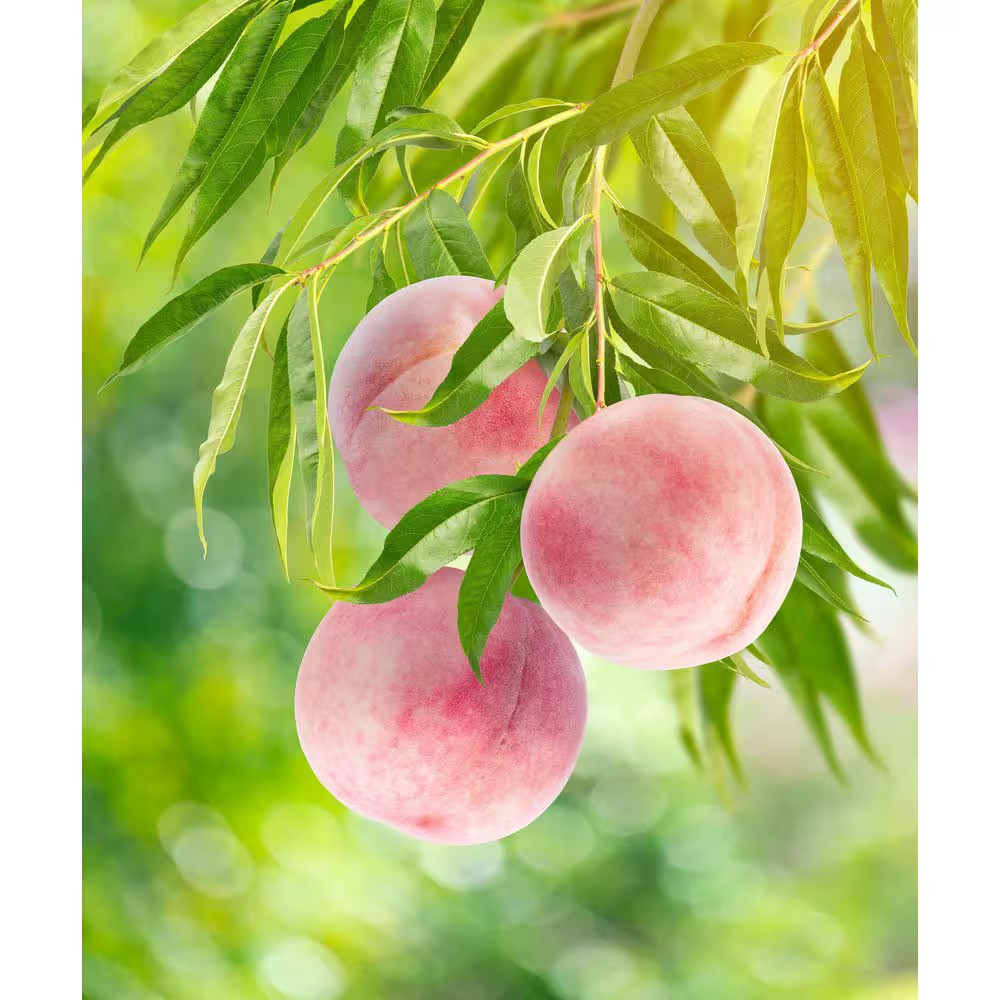 Bare-Root Snow Queen White Nectarine Tree 3–4 ft Tall 2-Year Fruit