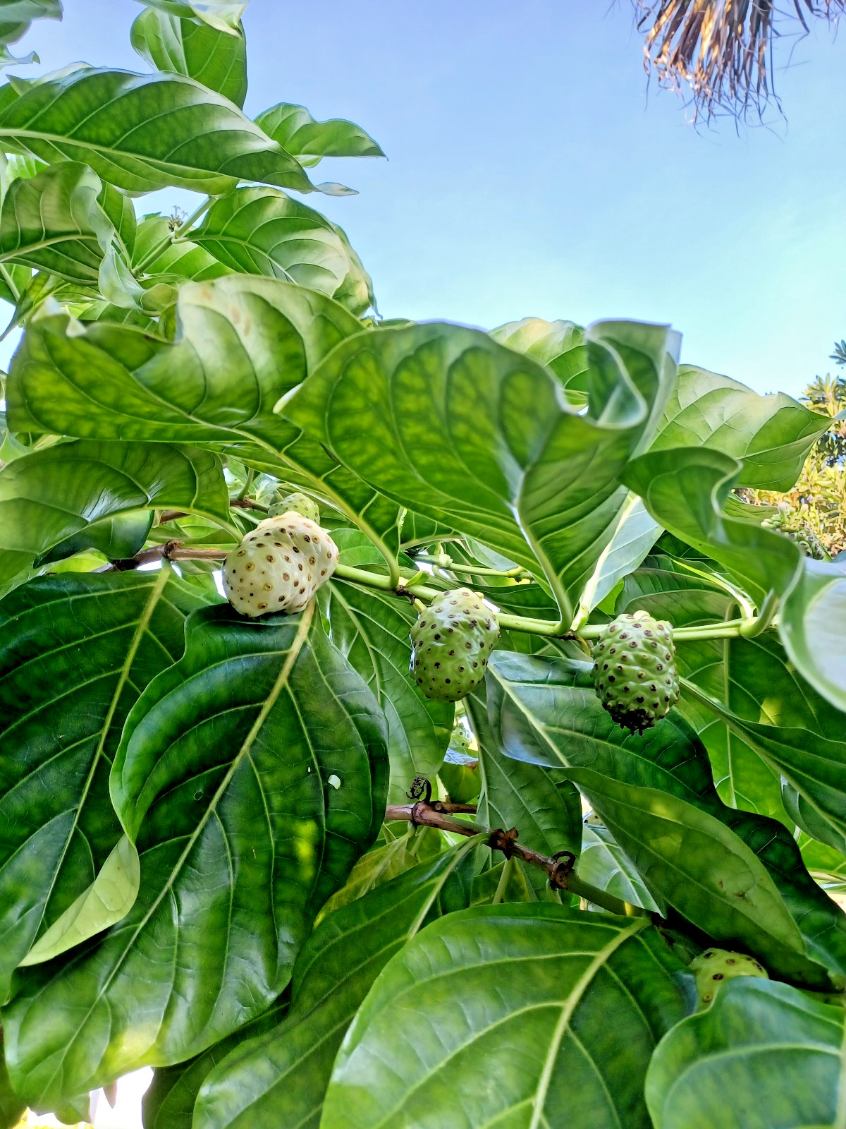 25 Noni Seeds, Morinda citrifolia (Gathered 2025)