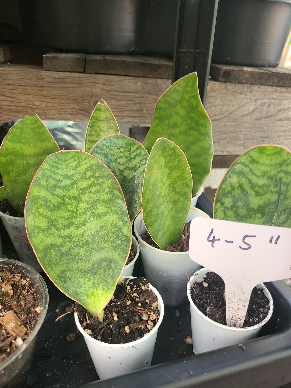 Baby Sansevieria Masoniana Whale Fin Snake Plant 4-5″ rooted