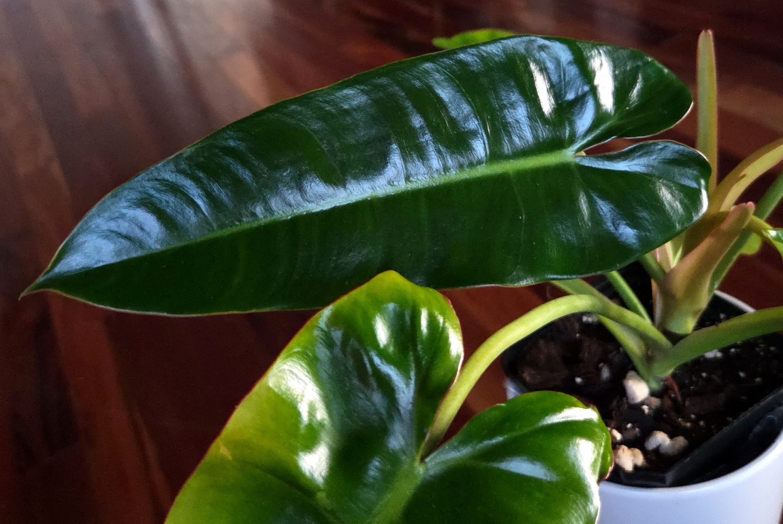 RARE Philodendron Billietae X Sagittafolium Pink Flushed 21″ Wide Not Monstera