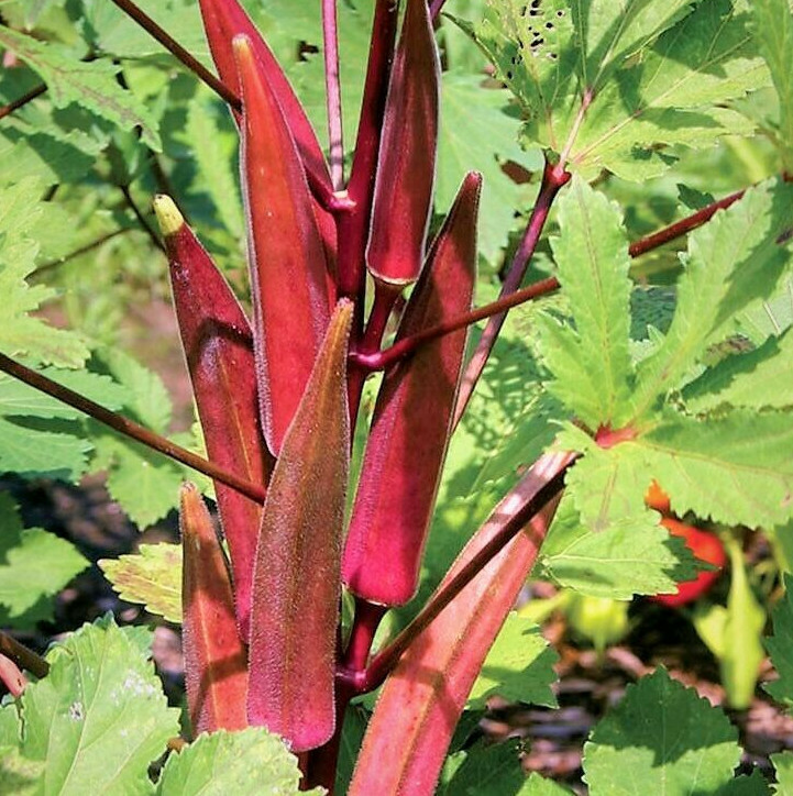 Burgundy Red Okra Seeds | Clemson Spineless Pink Fire Candle Vegetable Seed 2024