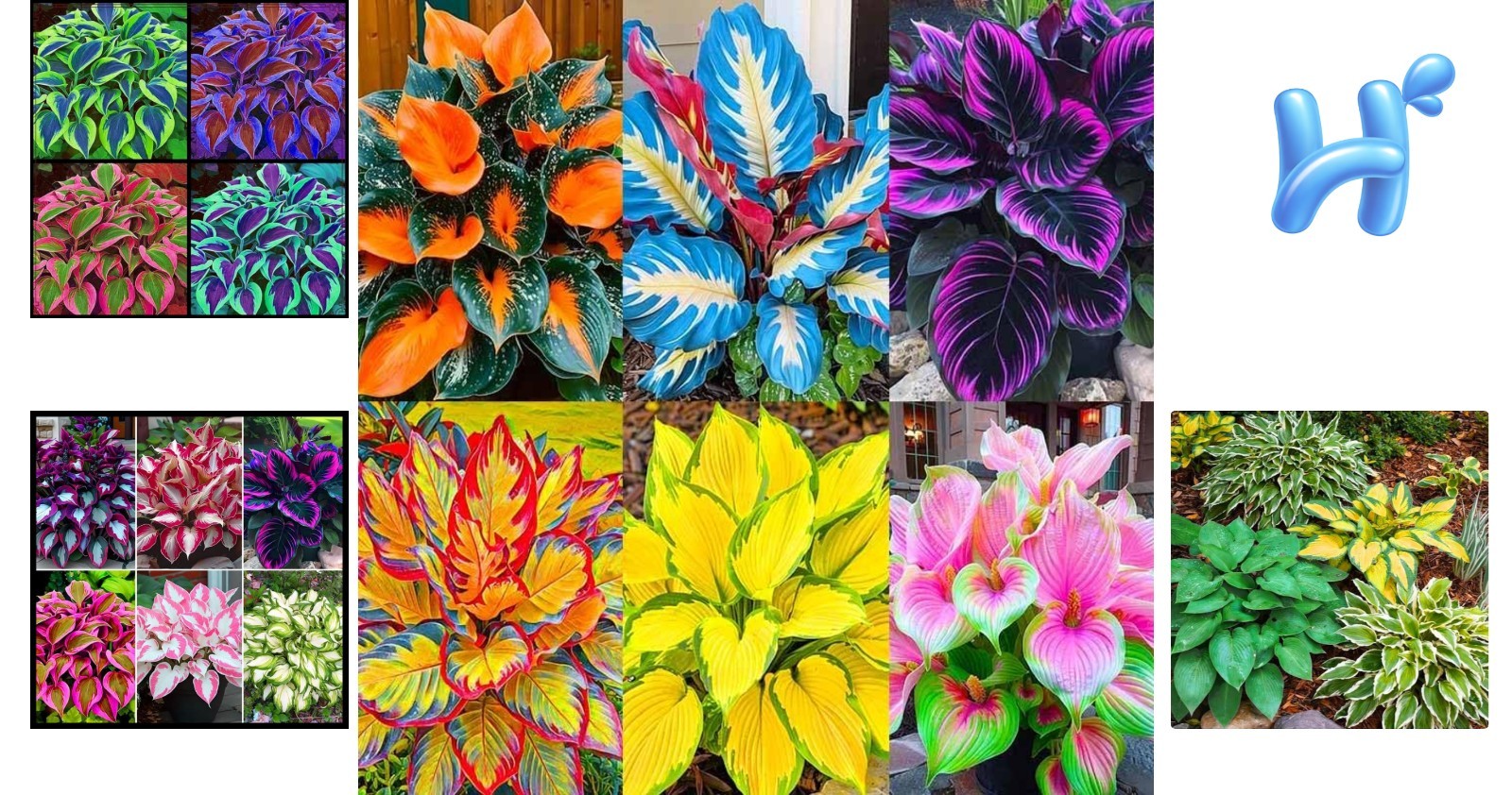 185 Heirloom Hosta Seeds – Versatile, -Round Color with Low Maintenance Care