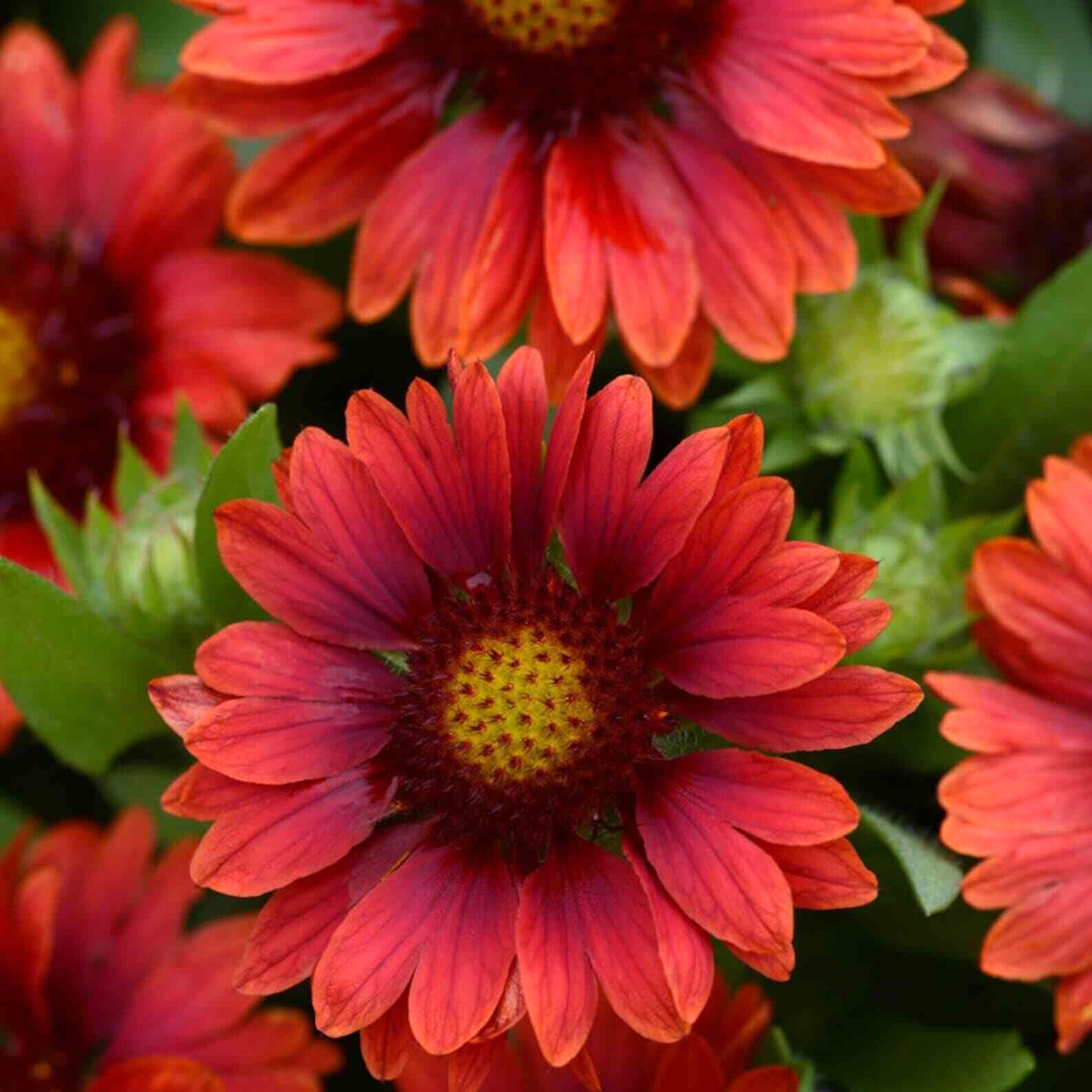 Arizona Red Shades 55 Blanket Flower Seeds~The Brooklyn Botanical Gardens Club!