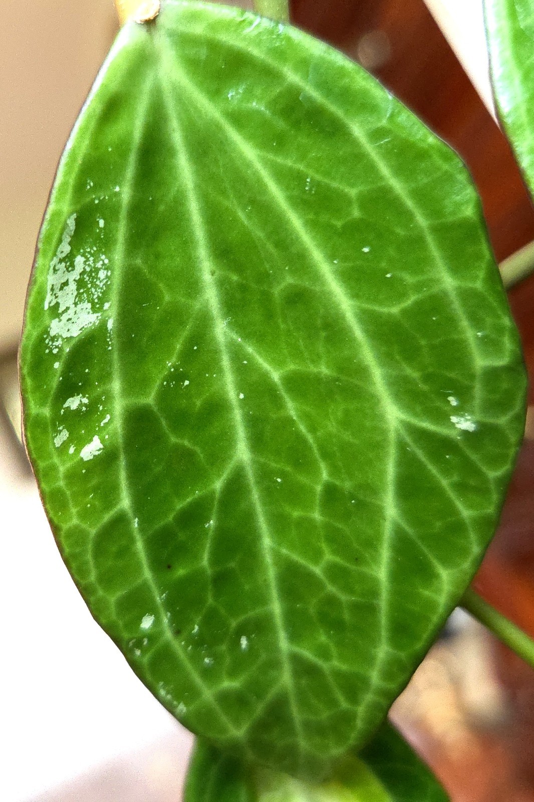Rare Reverse Variegated Hoya Latifolia 24″ Tall Not Monstera Philodendron Aroid