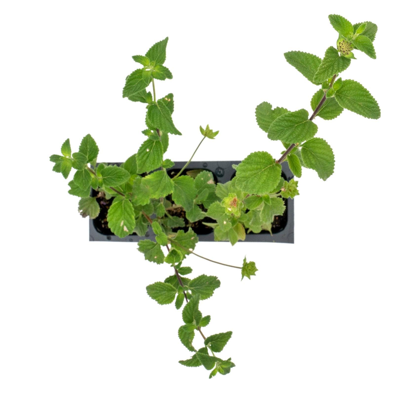 Lavender Lantana in 2.5” Nursery Cubes (Lantana montevidensis) | Trailing Plant