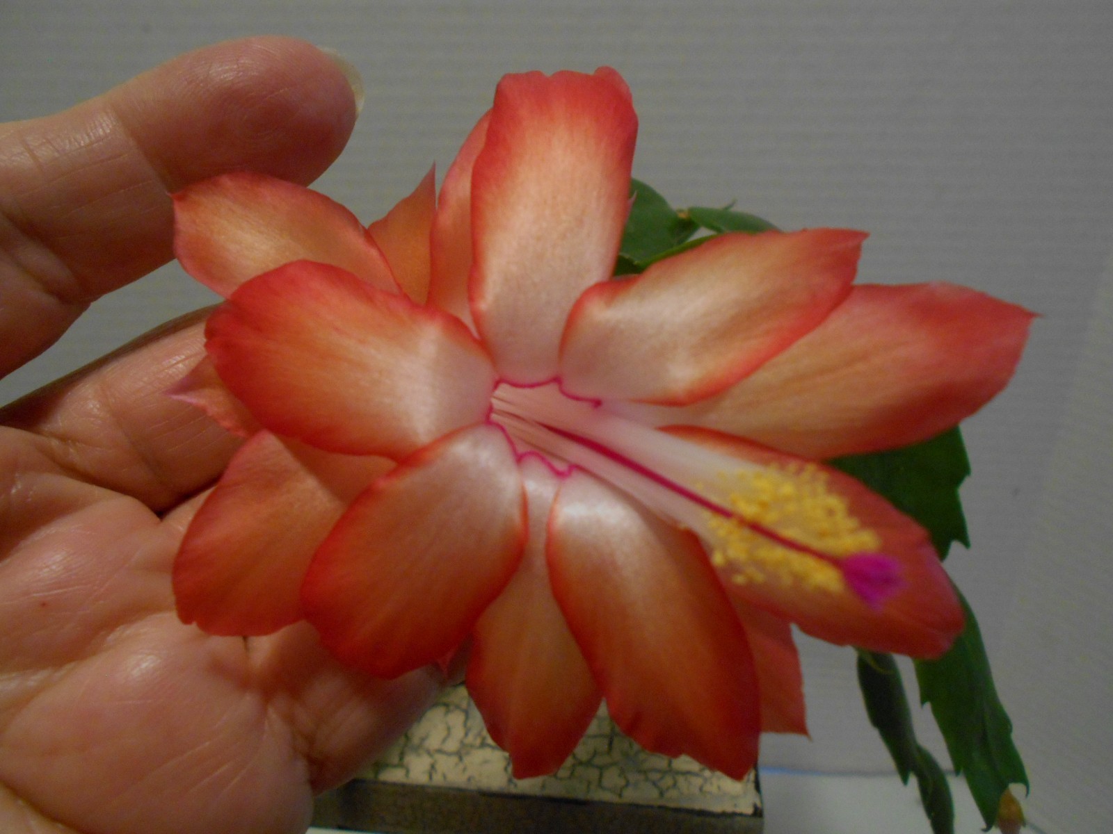Rosa Parks – Thanksgiving/Christmas Cactus Schlumbergera