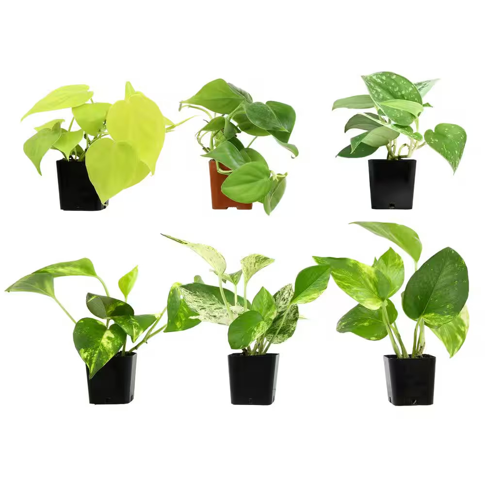 2 In. Plentiful Pothos and Philodendron Indoor Houseplants Pack (Includes 6 Easy
