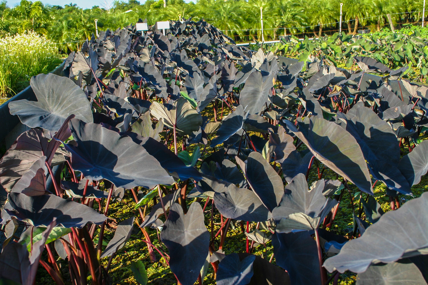 Live Black Magic Taro Tropical Marginal Aquatic Pond/Bog Plant – Spring 2023
