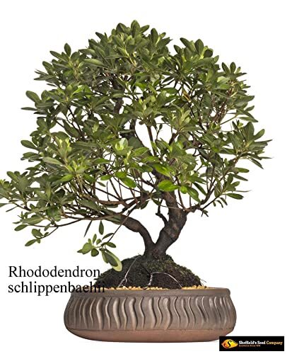 Royal Azalea Bonsai Tree Seeds – 30 Seeds to Plant – Rhododendron schlippenbachi
