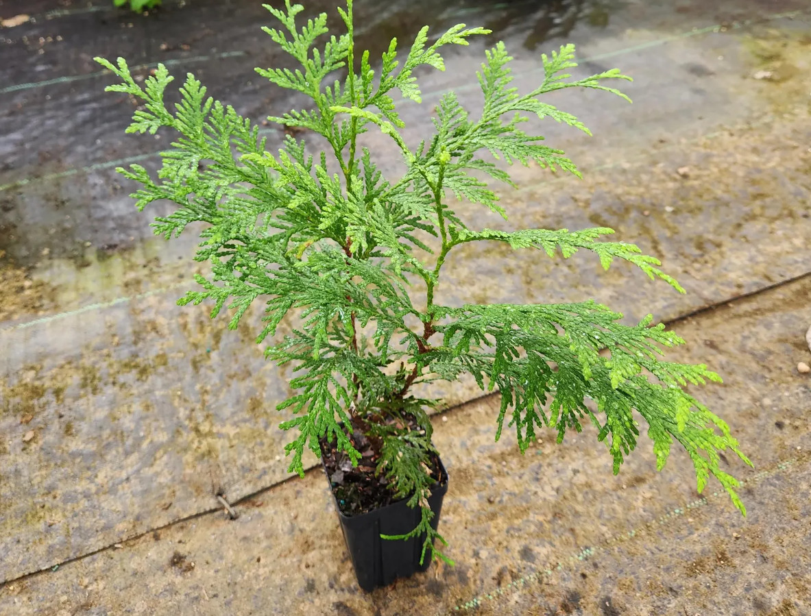Live Thuja ‘Green Giant’ Plant – 12” Tall – 4” Pot – Evergreen Tree