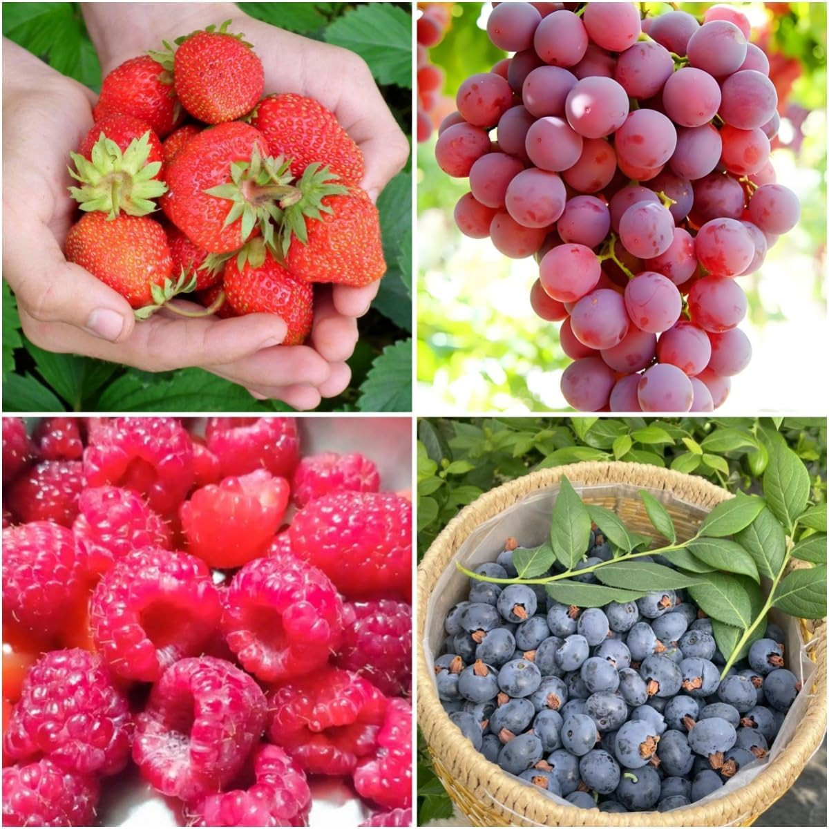 Mixed Berry Seeds Variety Pack – Grape, Blueberry, Raspberry & Strawberry (Total