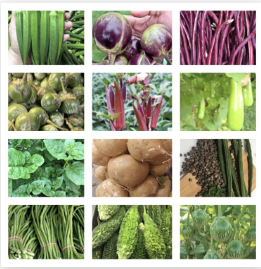 20 Packets Asian Vegetable SEEDS. NON GMO. Oriental Vegetable Seeds for Planting