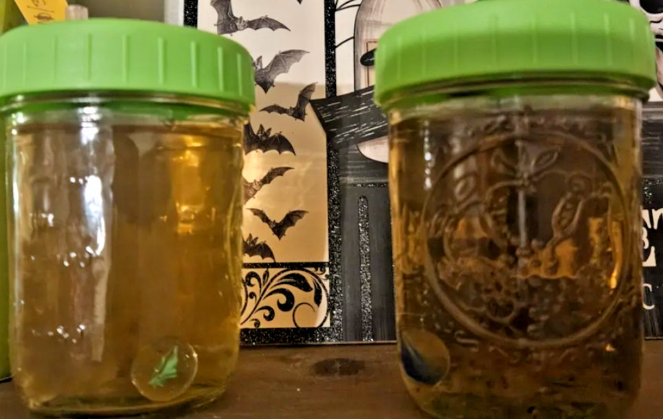 Mushroom Culture Solution – Mushroom Liquid Culture Jar – Regular Mouth