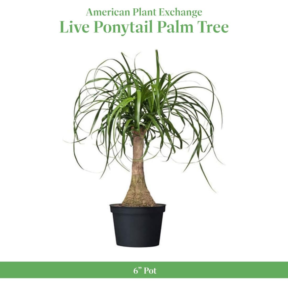 American Plant Exchange Live Ponytail Palm Tree Bottle Palm Tree Elephants Foot