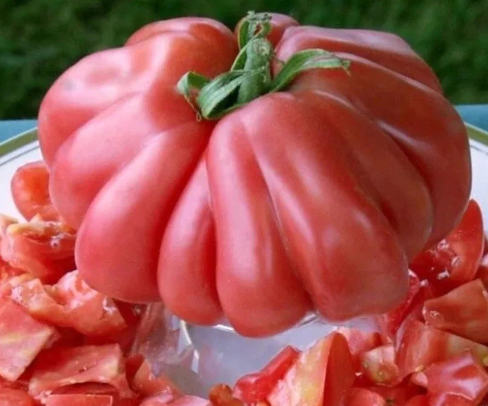 120+ OAXACAN PINK TOMATO SEEDS — MEXICAN — HEORLOOM — ORGANIC ——— RARE