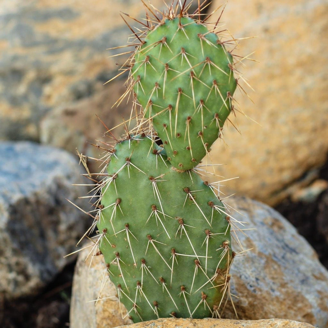 Prickly Pear Cactus ‘Snowball’ (O. polyacantha x rhodantha) HARDY