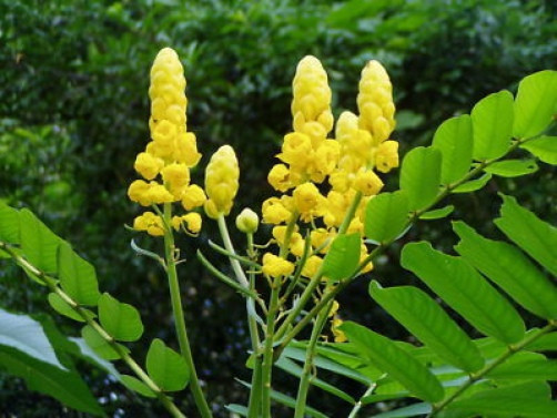 Cassia alata Empress Candle 20 seeds
