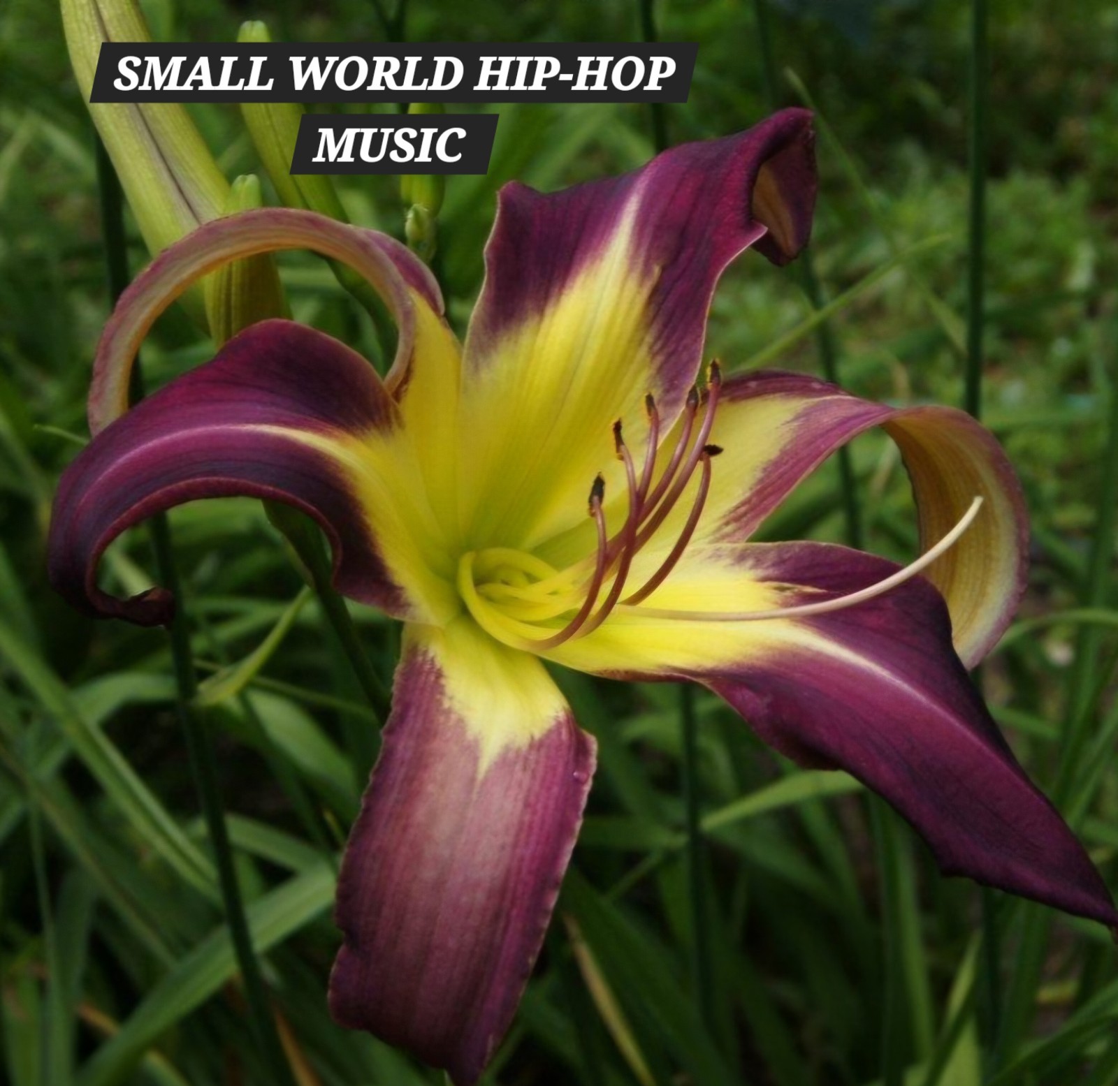 Daylily 2 SMALL WORLD HIP-HOP MUSIC- 10″ BLOOM Reblooming perennial ~ DF or SF