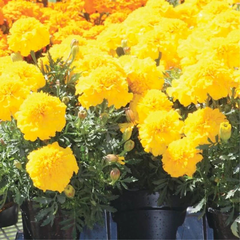 Marigold ZENITH F1 Deep Yellow 60 Seeds NonGMO by THE BROOKLYN BOTANICAL GARDENS