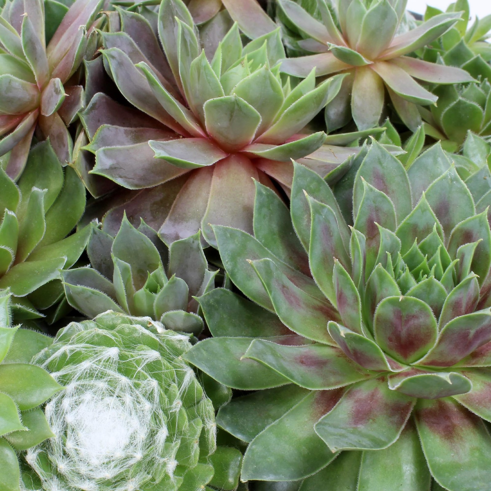 Altman Plants Non-Toxic Live Sempervivum Succulent Plant Gift In 8 Decorative