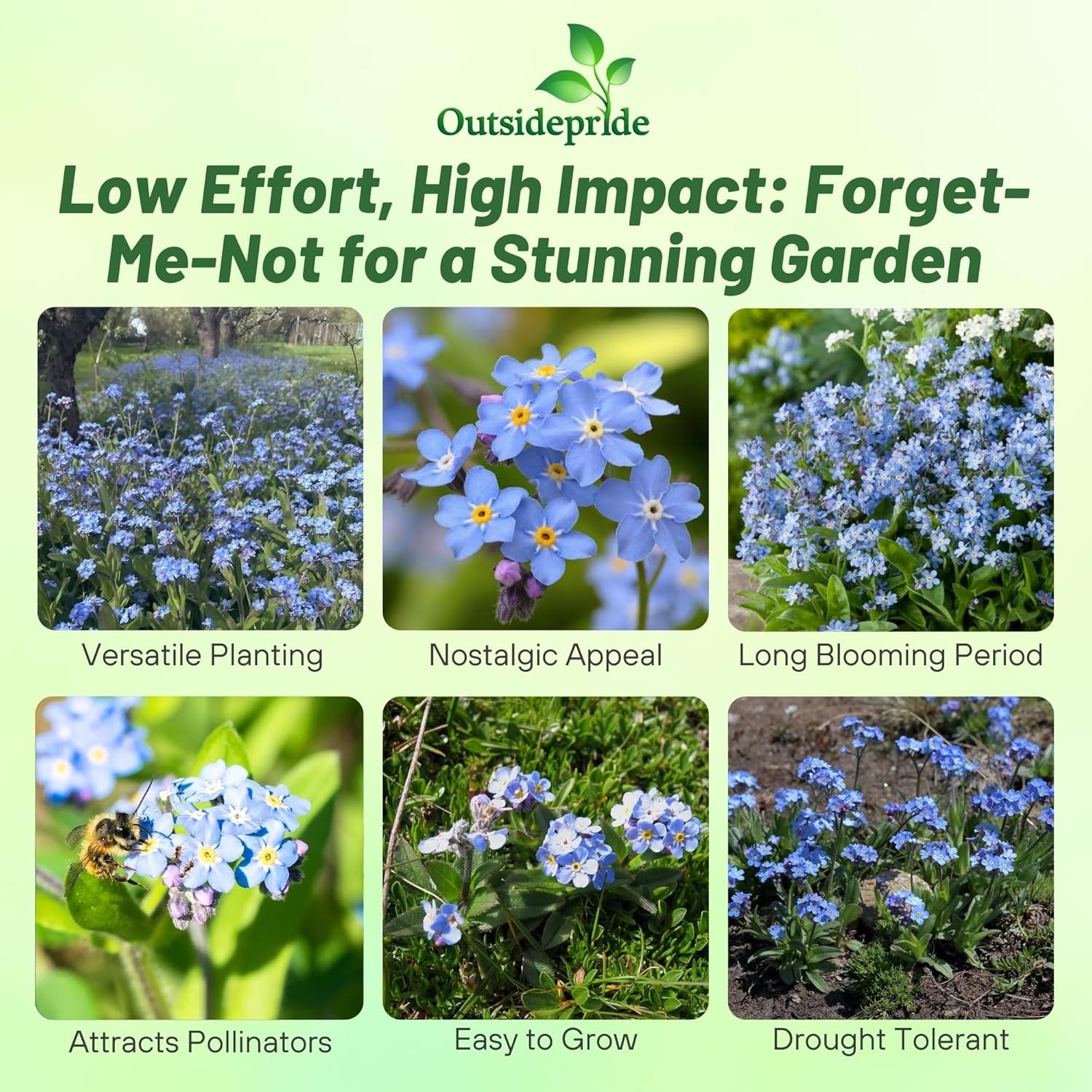 5000 Seeds Blue Forget Me Not Myosotis Seed For Planting – Alpestris Blue