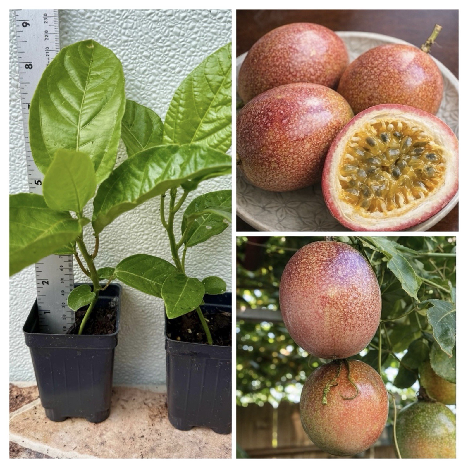 2-Purple Passion Fruit /Passiflora Edulis Live Plants 8″ Tall Had Fully Roots