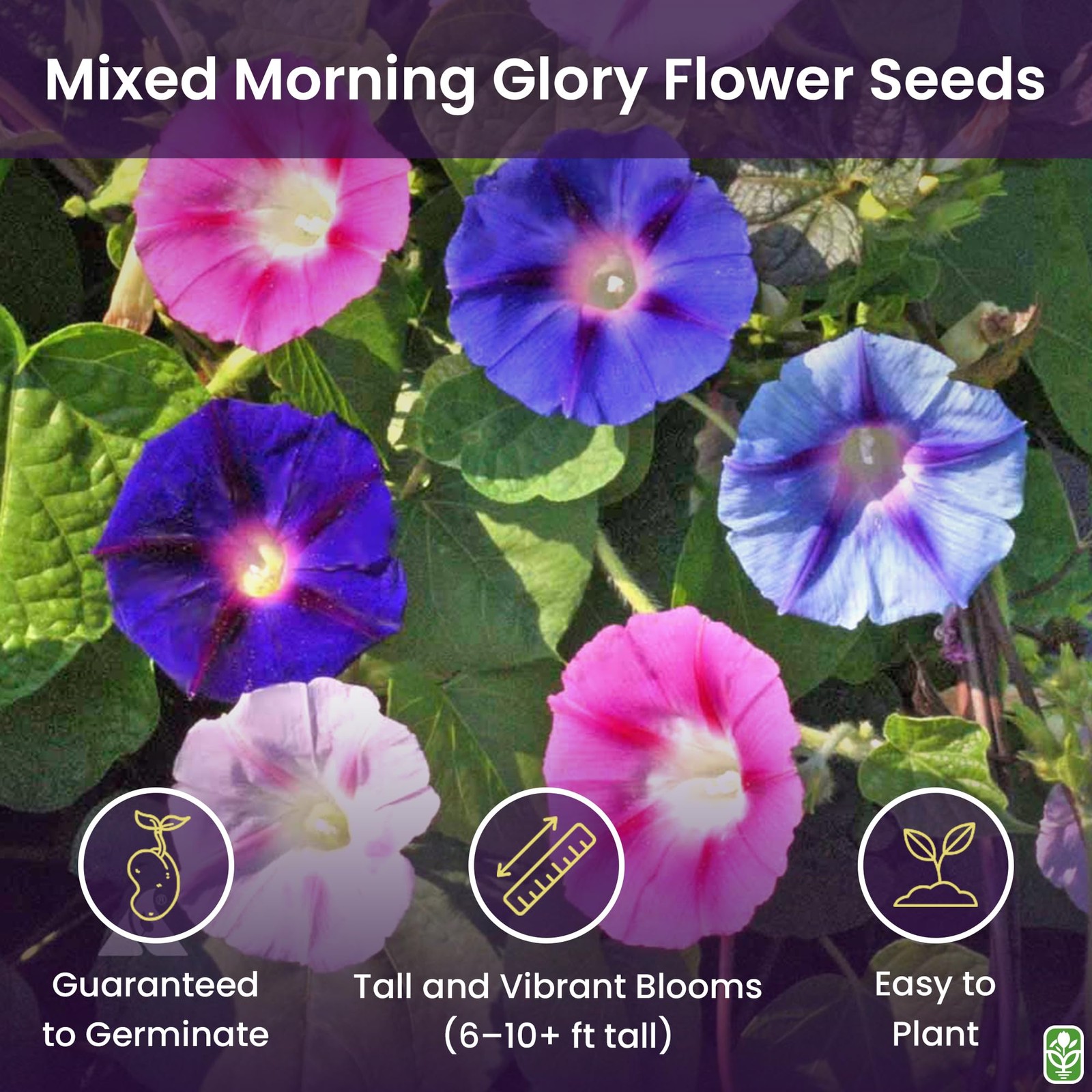 Mixed Morning Glory Seeds for Planting – Blue, Purple, White, and Rose Climbi…