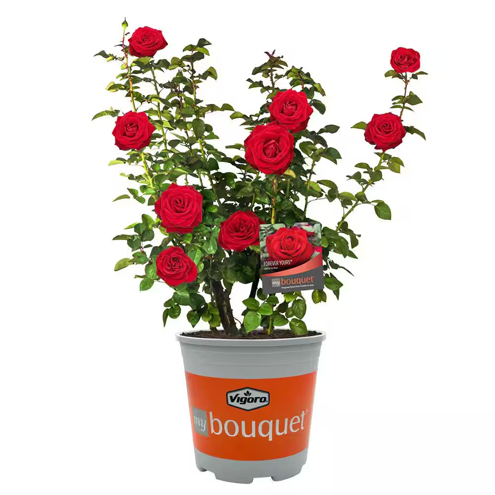 2 Gal. Forever Yours Rose with Red Flowers