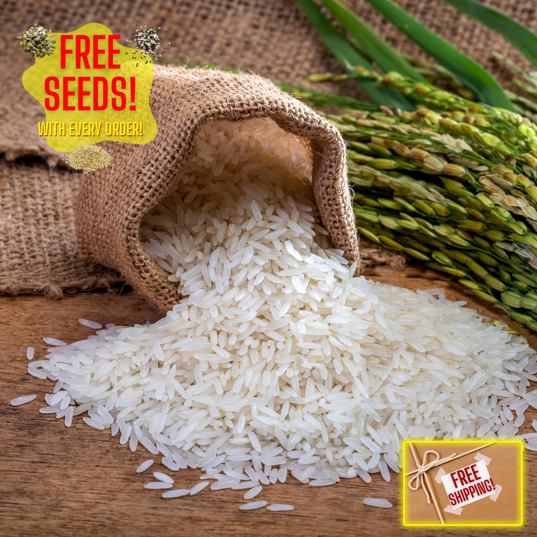 Fresh Yukimochi Rice Seeds | Short Grain | Heirloom Non-GMO | Grain Seeds