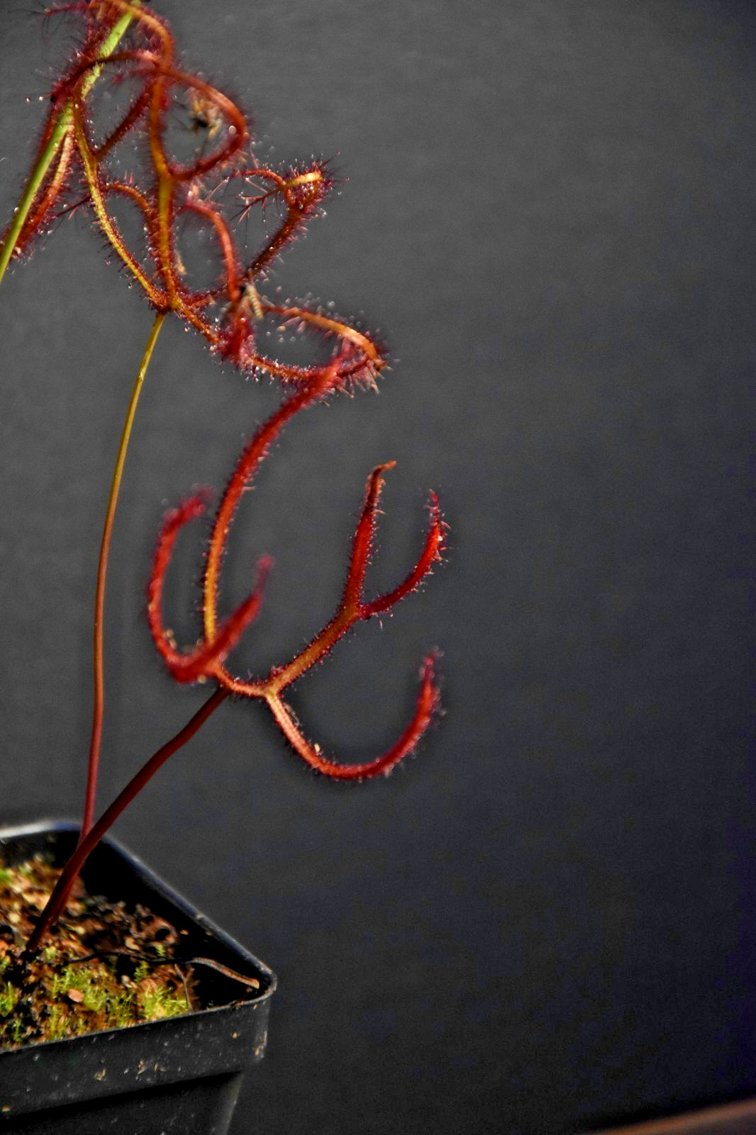 🔥 Adult Drosera binata ‘Marston Dragon’ Gorgeous Burgundy Staghorn Sundew!