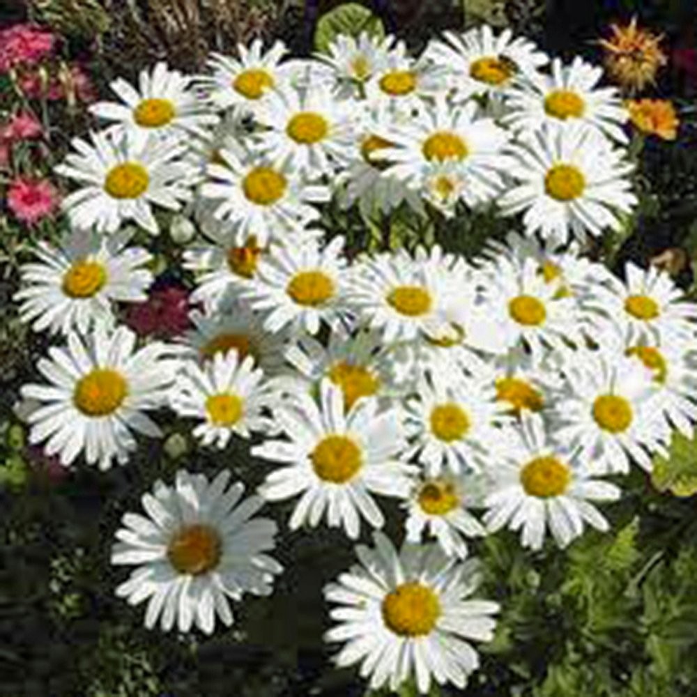 Shasta Daisy 100+ Seeds Beautiful Bright White/Yellow Flower