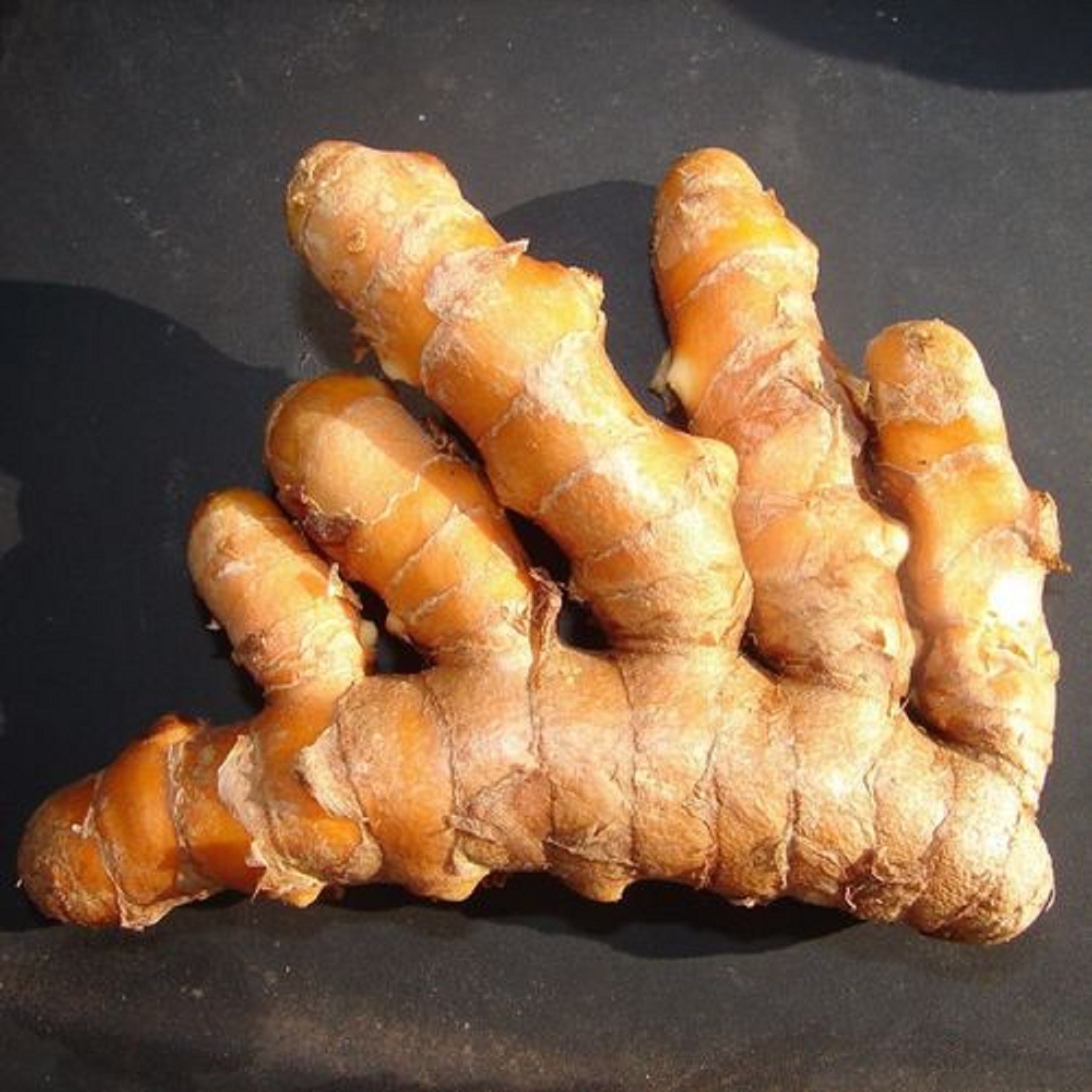 10PC SPICE TUMERIC ROOTS FOR PLANT CURCUMA LONGA ARTHRITIS PAIN MAKE TEA COOKING