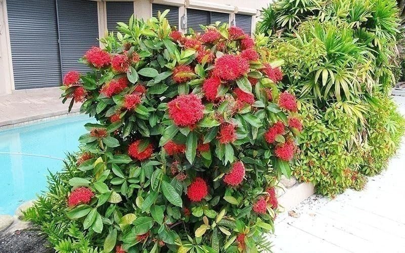 Ixora Taiwanese Red | 3 Gallon | Ixora coccinea | Low Maintenance | Hardy Plant