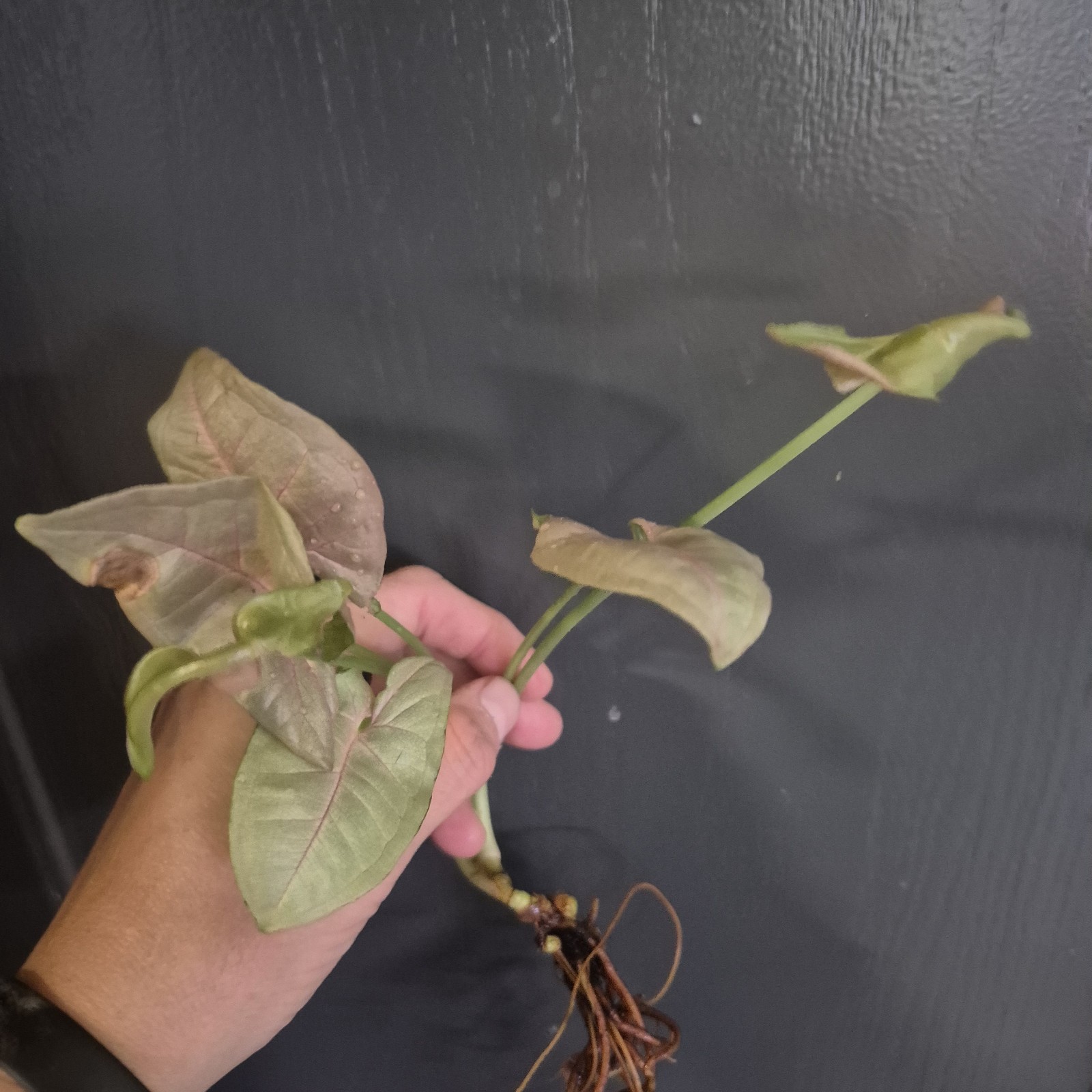 PINK Syngonium NOID Unknown MISC Arrowhead Rooted Plant