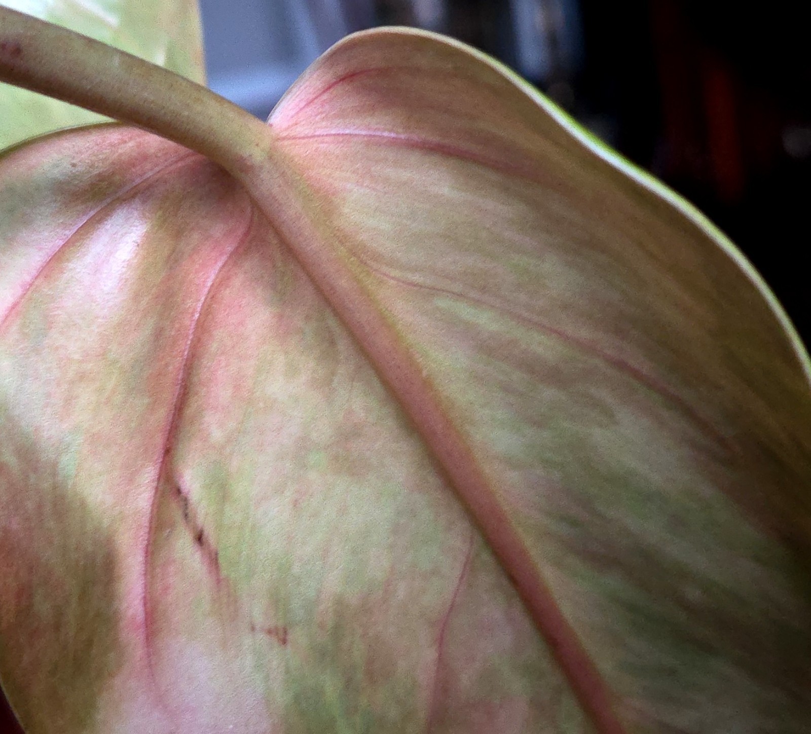 Rare Philodendron Variegated Golden Erubescens 18″ Tall Not Monstera Anthurium