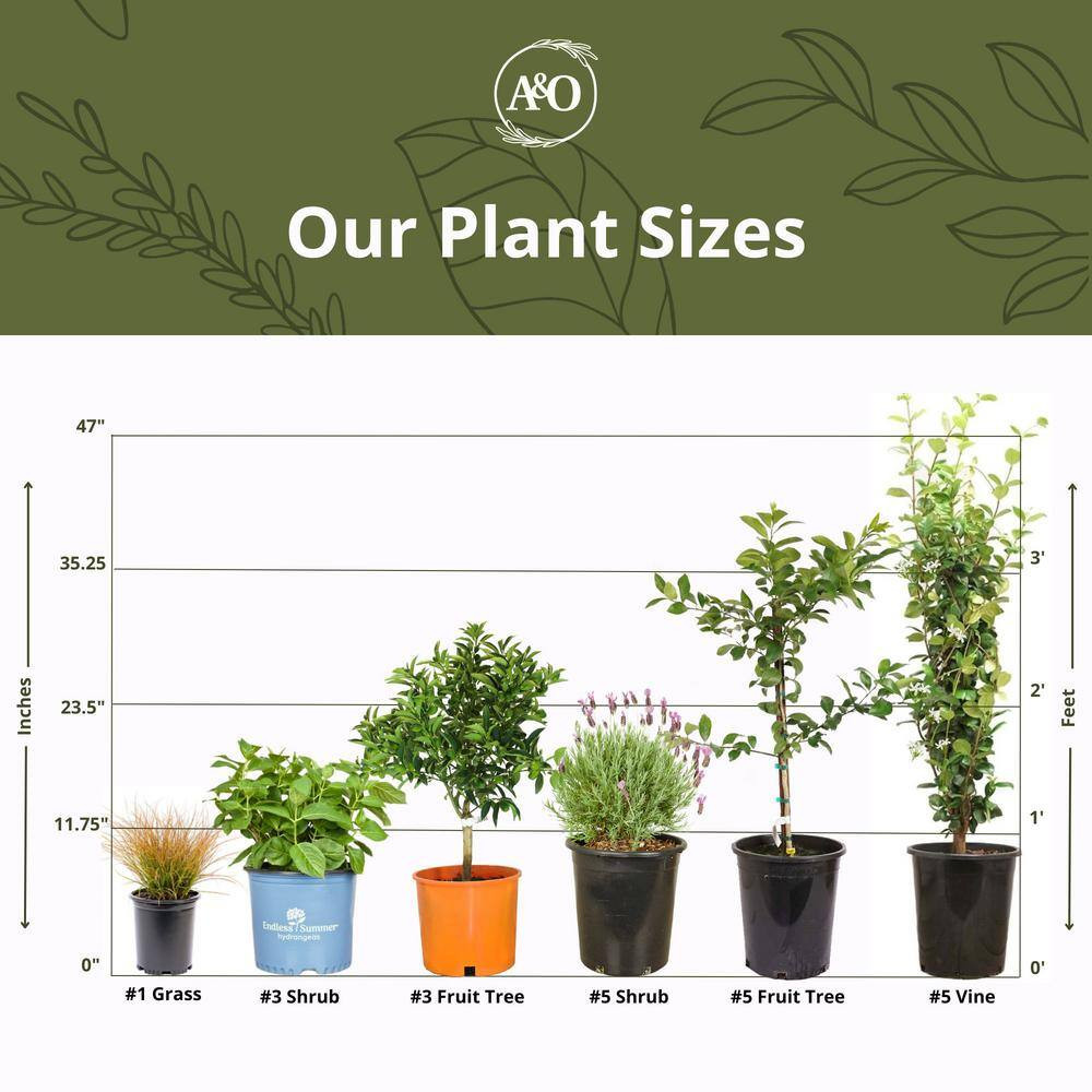 5-Container Star Ruby Grapefruit Evergreen Citrus Tree Semi Dwarf