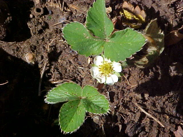 50 SEEDS BIG SWEET MAMA STRAWBERRY PRODUCE SUPER HUGE SWEET STRAWBERRIES ENJOY